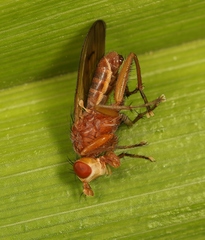 Tetanocera arrogans