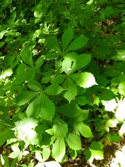 Aesculus hippocastanum