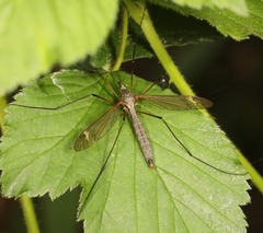 Tipula luna