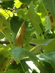 Liriodendron tulipifera
