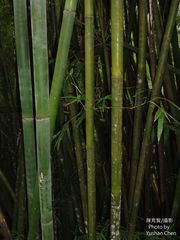 Bambusa dolichoclada