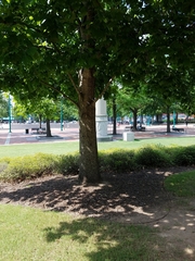 Liriodendron tulipifera