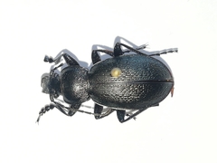 Morphocarabus