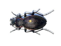 Carabus henningi