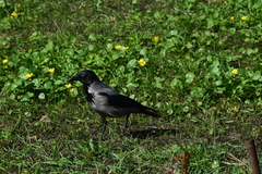 Corvus cornix