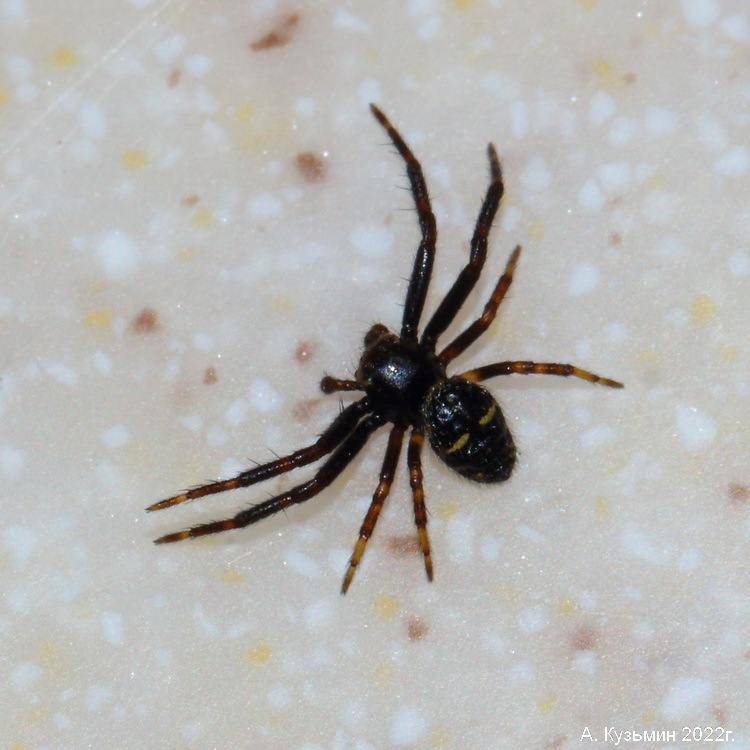 Паук Synema globosum