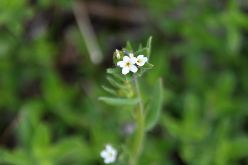 Buglossoides