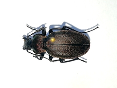 Carabus regalis