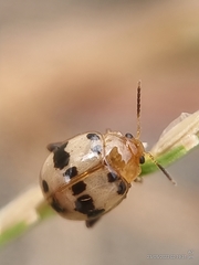 Argopistoides septempunctata