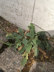 Papaver atlanticum
