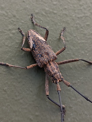 Pelargoderus rubropunctatus