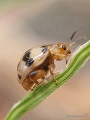 Argopistoides septempunctata