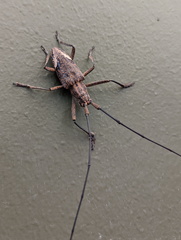 Pelargoderus rubropunctatus