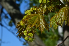 Acer platanoides