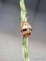 Argopistoides septempunctata