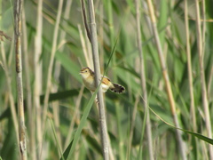 Cisticola juncidis