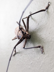 Pelargoderus rubropunctatus