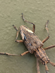 Pelargoderus rubropunctatus