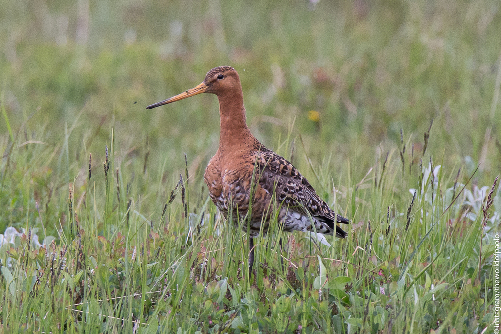 Icelandic Black-tailed Godwit