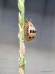 Argopistoides septempunctata