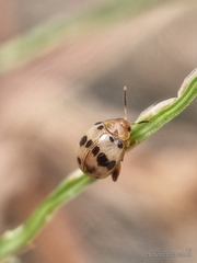 Argopistoides septempunctata