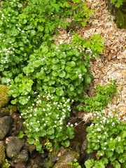 Cardamine asarifolia