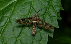 Ceryx