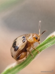 Argopistoides septempunctata