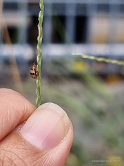 Argopistoides septempunctata