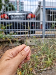 Argopistoides septempunctata