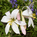 Lilium washingtonianum - Photo (c) Bill Bouton, algunos derechos reservados (CC BY-NC-ND)