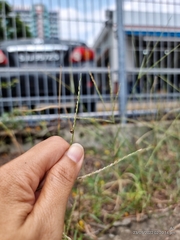 Argopistoides septempunctata