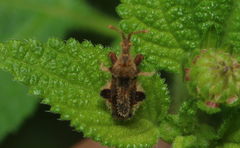 Carcinocoris
