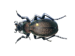 Carabus regalis
