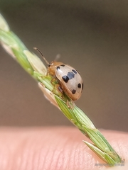 Argopistoides septempunctata