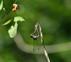 Progomphus obscurus