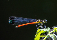 Rhinocypha pagenstecheri timorana