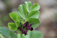 Vicia narbonensis