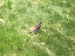 Turdus pilaris