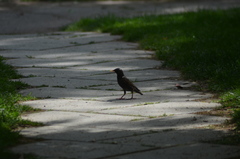 Sturnus vulgaris