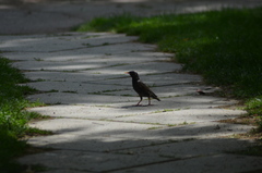 Sturnus vulgaris