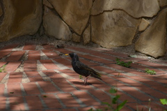Sturnus vulgaris