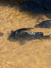 Hephaestus fuliginosus