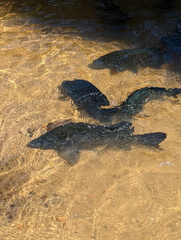 Hephaestus fuliginosus