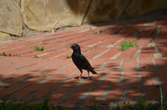 Sturnus vulgaris