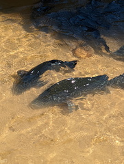 Hephaestus fuliginosus