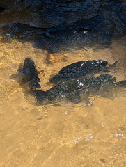 Hephaestus fuliginosus