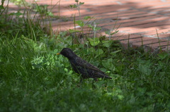 Sturnus vulgaris