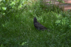 Sturnus vulgaris