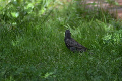 Sturnus vulgaris